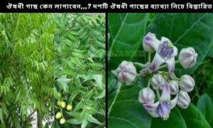 ঔষধী গাছ কেন লাগাবেন,,,? দশটি ঔষধী গাছের ব্যাখ্যা নিচে বিস্তারিত।